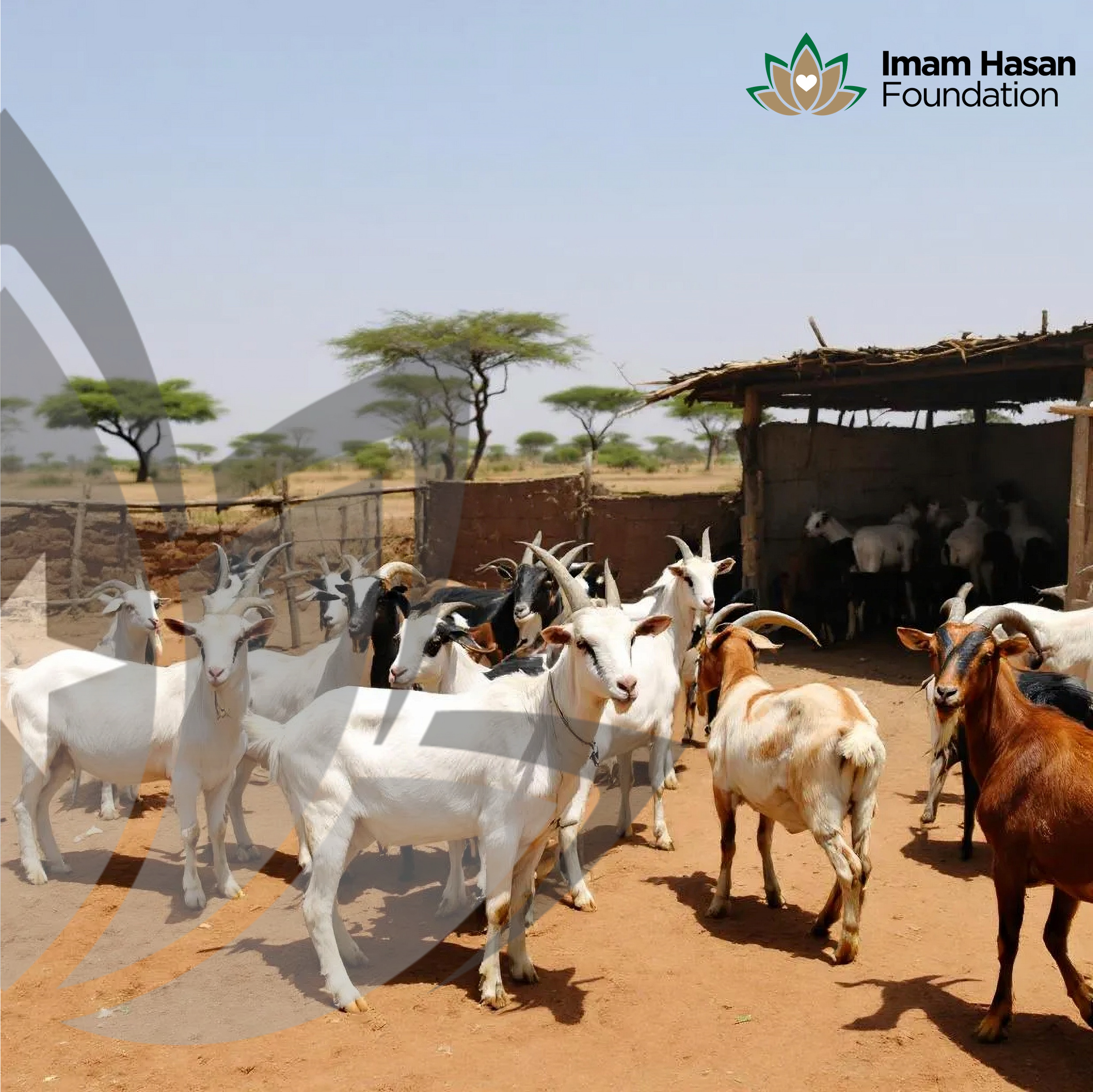 Qurbani : Eid ul Adha