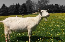 Qurbani